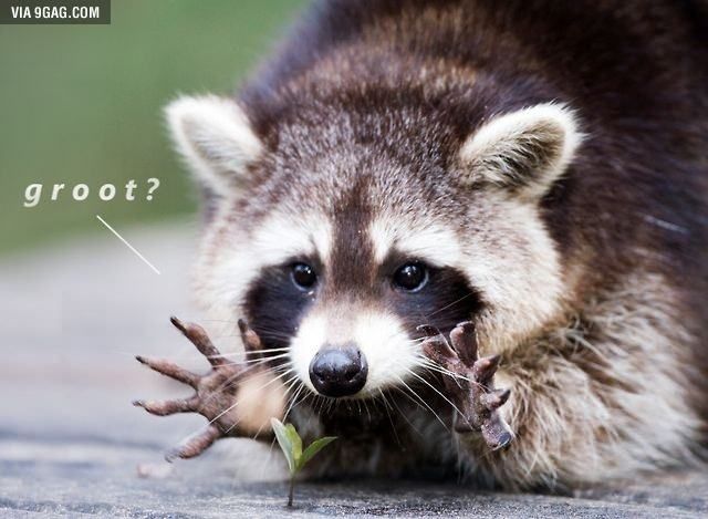 Real raccoon Groot